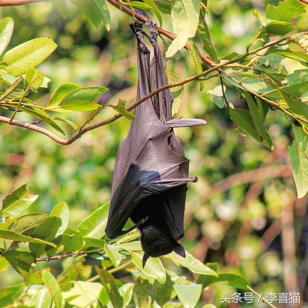 被狗狗咬伤一定要打狂犬疫苗吗？狂犬病的这些小知识需要掌握