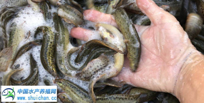 泥鳅养殖前景与利润有多大,泥鳅养殖一亩地能赚多少钱