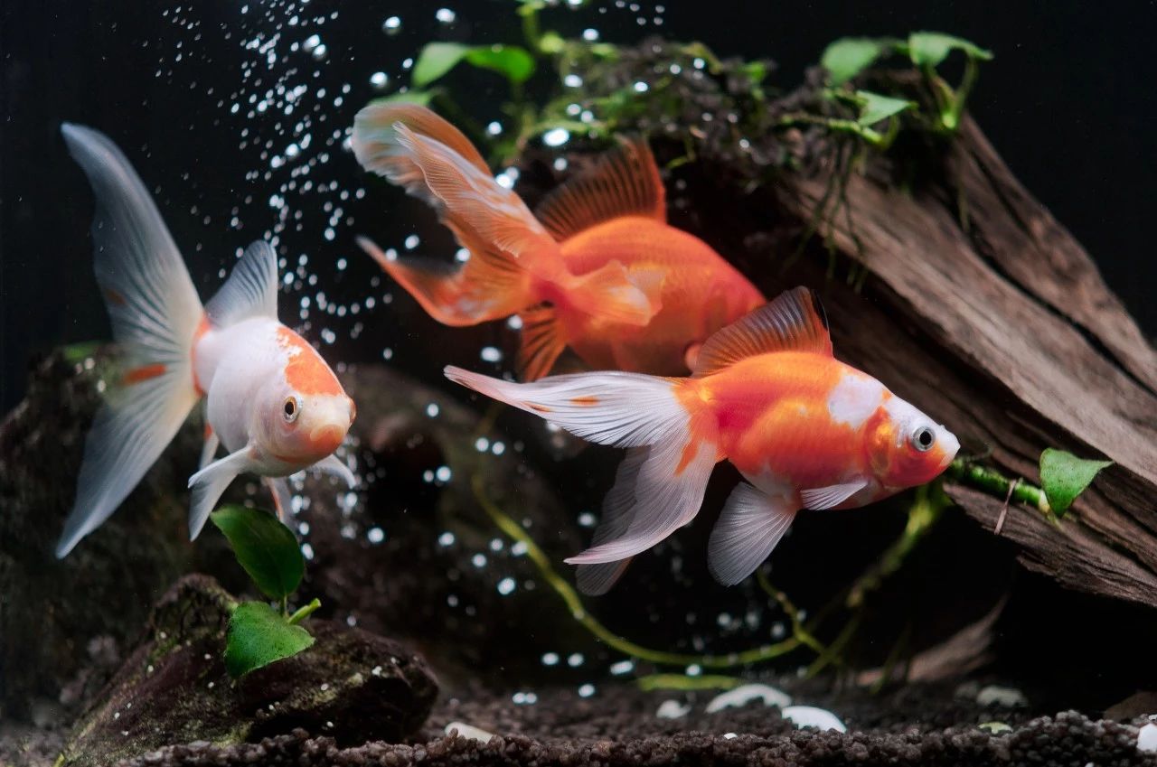 胡子越刮越黑是真的吗,蜂蜜可以去除胡子吗