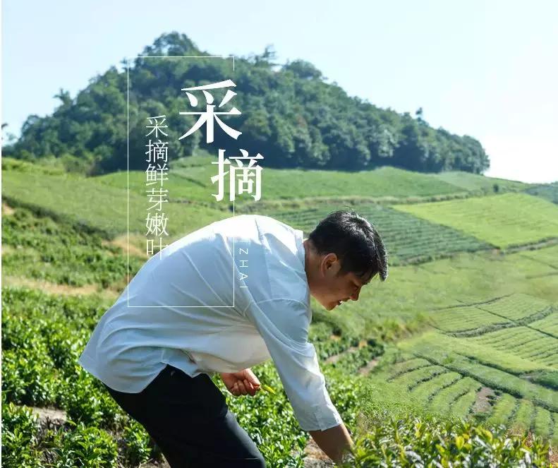 99元一斤半信阳毛尖是真的吗,网上几十元一斤的信阳毛尖