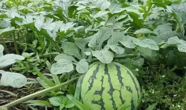 重庆冬天适合去哪个农家乐,重庆农家乐冬天一日游