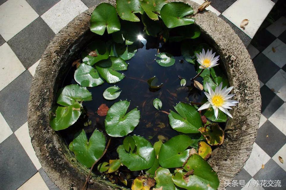 睡莲花瓶里怎么水养,睡莲养在水缸里套盆的技巧