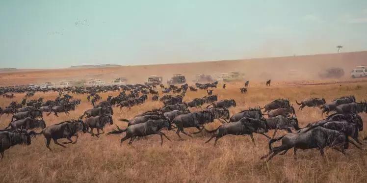 东非动物大迁徙记录完整版,东非野生动物大迁徙纪录片