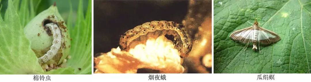 8种农药防治蔬菜害虫的药效试验,蔬菜害虫最佳防治方法