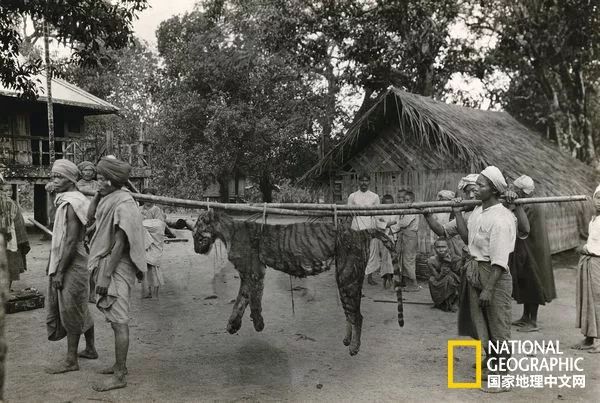 国家地理的真相,国家地理讲虎的纪录片