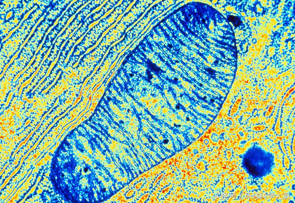 张掖肉牛线粒体DNAD-loop区研究的发展方向和潜在应用价值