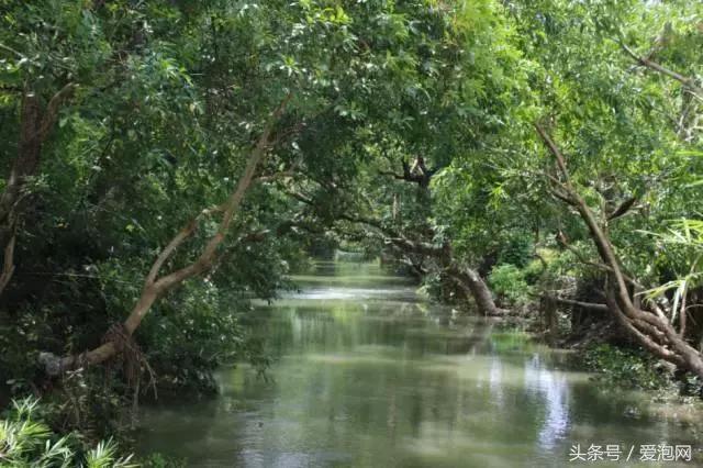 广西最大的红树林湿地,广西最大红树林湿地