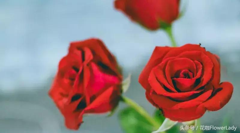 插花初学者入门需要准备什么,新手入门插花课