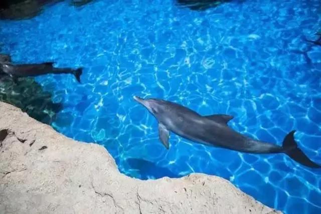 暑期陪娃游长隆海洋王国,这个暑假去珠海海洋王国多人吗