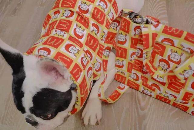 铲屎官给狗狗穿衣服,铲屎官给狗狗穿秋裤