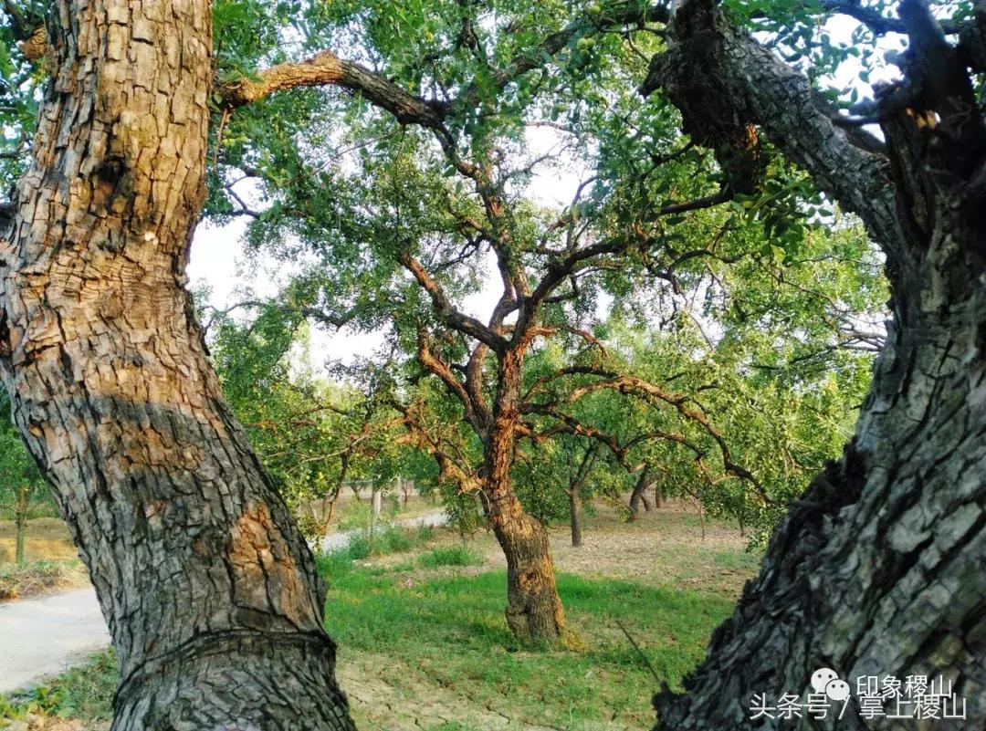 万步有约健步走的图片,万步有约健走视频动漫