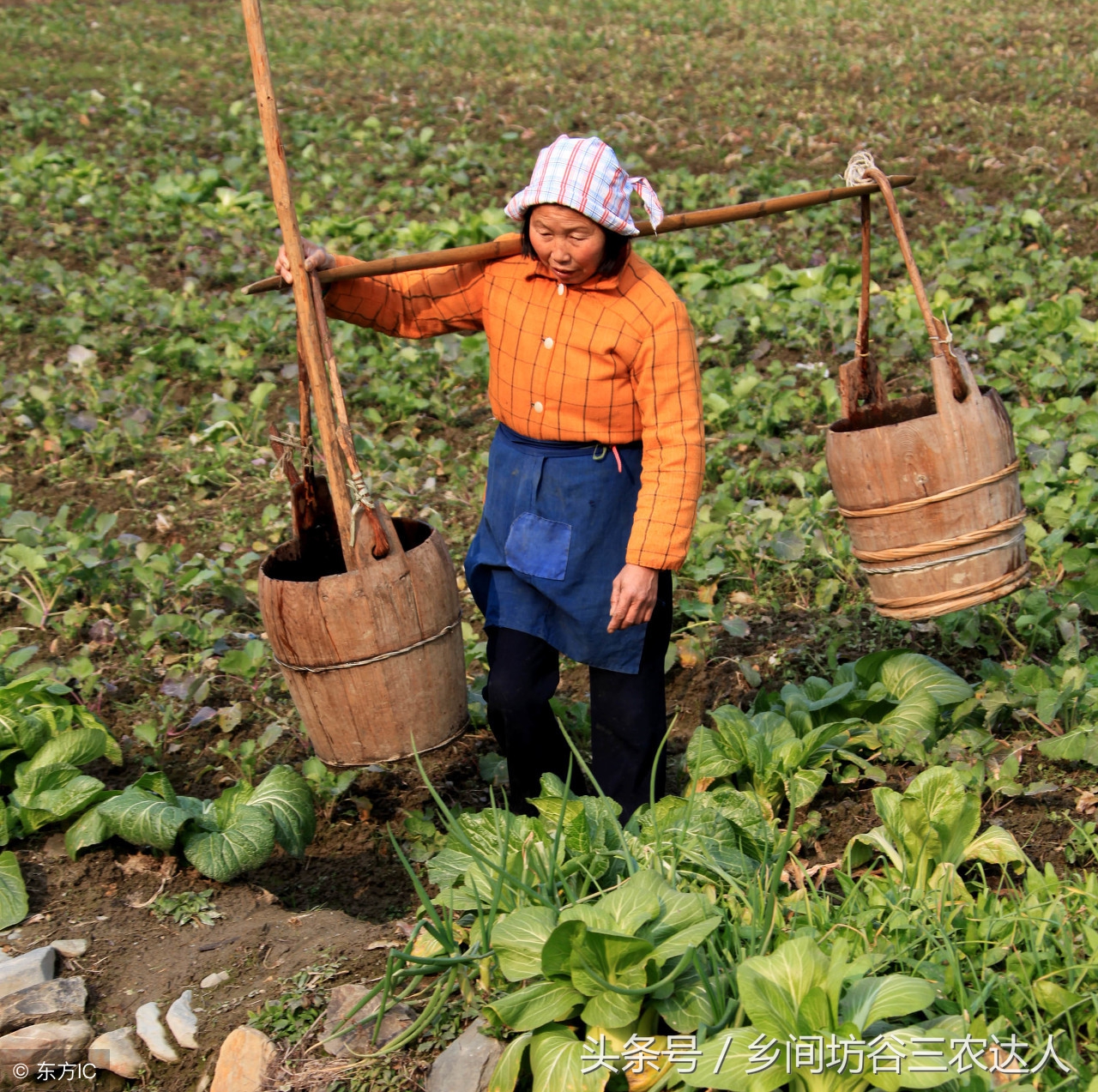 娃娃菜病怎么防治,娃娃菜软腐病