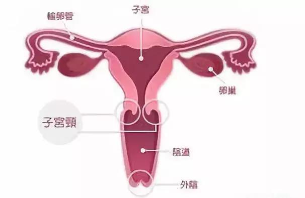 没有受孕成功的精子和卵子去了哪,没受孕的精子和卵子去哪里了