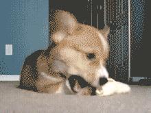 猫把电线咬破怎么办,猫咬电线被炸成小糊脸