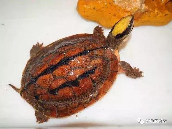 难养的龟,龟难养吗