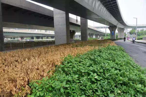 河南一高校暴雨积水,河南暴雨平原变湖泊