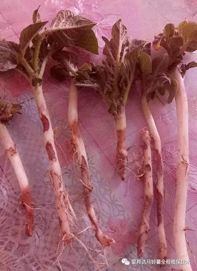 马铃薯苗期预防哪些病虫害,马铃薯生长期怎么防病
