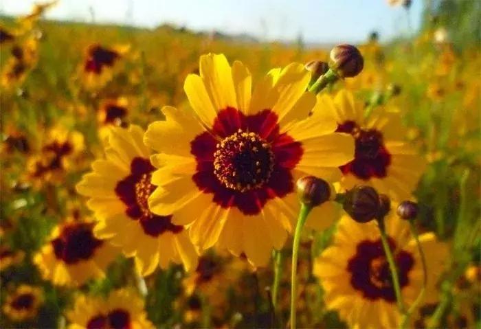 调节三高喝什么茶最好,降三高雪菊