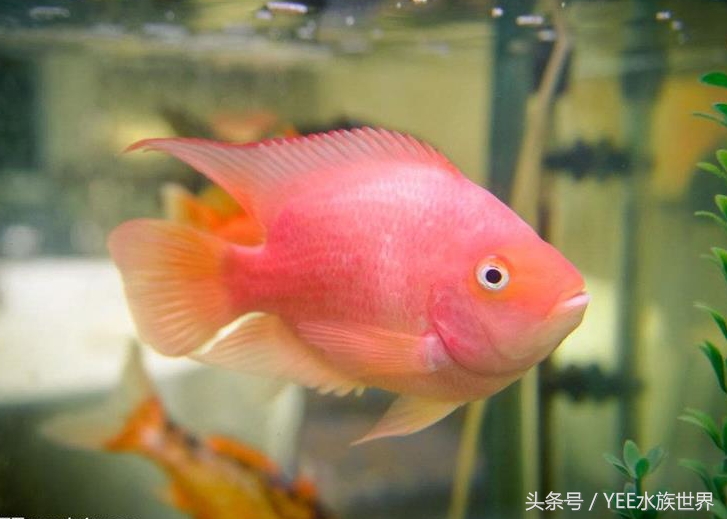 鹦鹉鱼缸水变红了怎么办,鱼缸一开灯鹦鹉鱼就沉底了