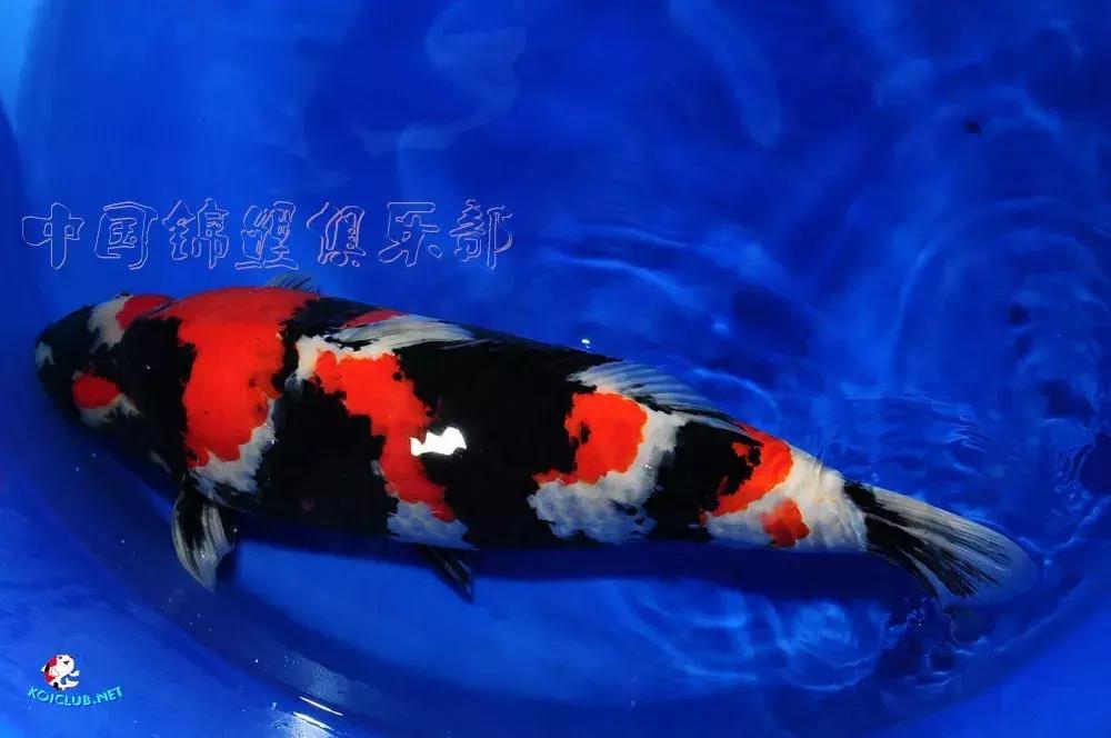 锦鲤知识分享锦鲤饲养经验,一位鱼友和锦鲤的春夏秋冬