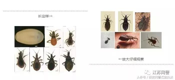 这种小虫子传播“新型艾滋病”?专家:别慌!