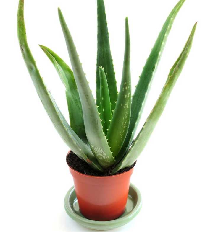 芦荟叶子黄怎么办,芦荟叶子坏了怎么处理