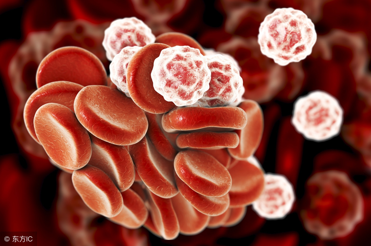 化疗导致白细胞低吃什么食物好呢,化疗期间白细胞低吃什么食物好