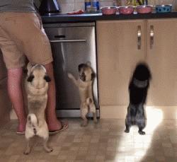 巴哥犬到底有多聪明,愁云满面