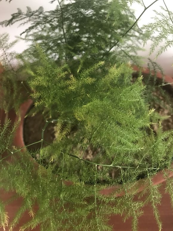 文竹叶子黄了剪掉还能长出新叶吗,文竹叶子发黄后还能恢复吗