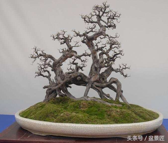 雀梅下山生桩沙培发芽后多久上盆,雀梅下山桩上盆可放室内通风处吗