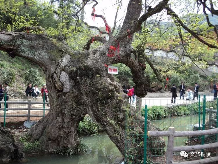五常市凤凰山景区门票有半价票吗,现在凤凰山景区要门票吗