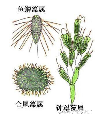 海缸几种常见的藻类,中国常见浮游藻类图谱