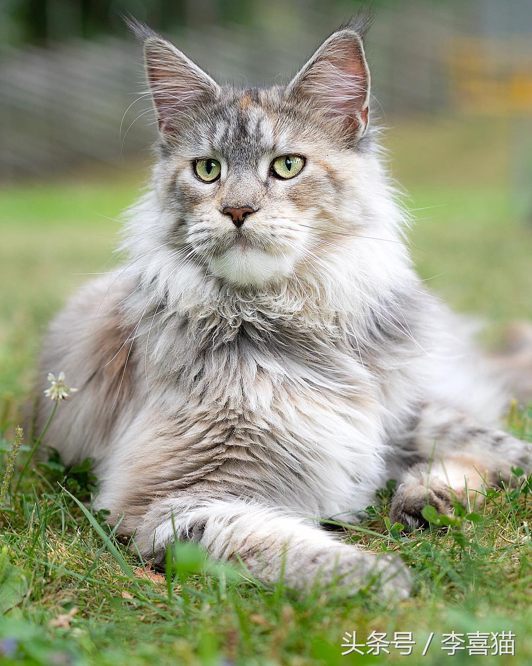 最有气质的喵星人,高颜值的喵星人连睡着都是美美的