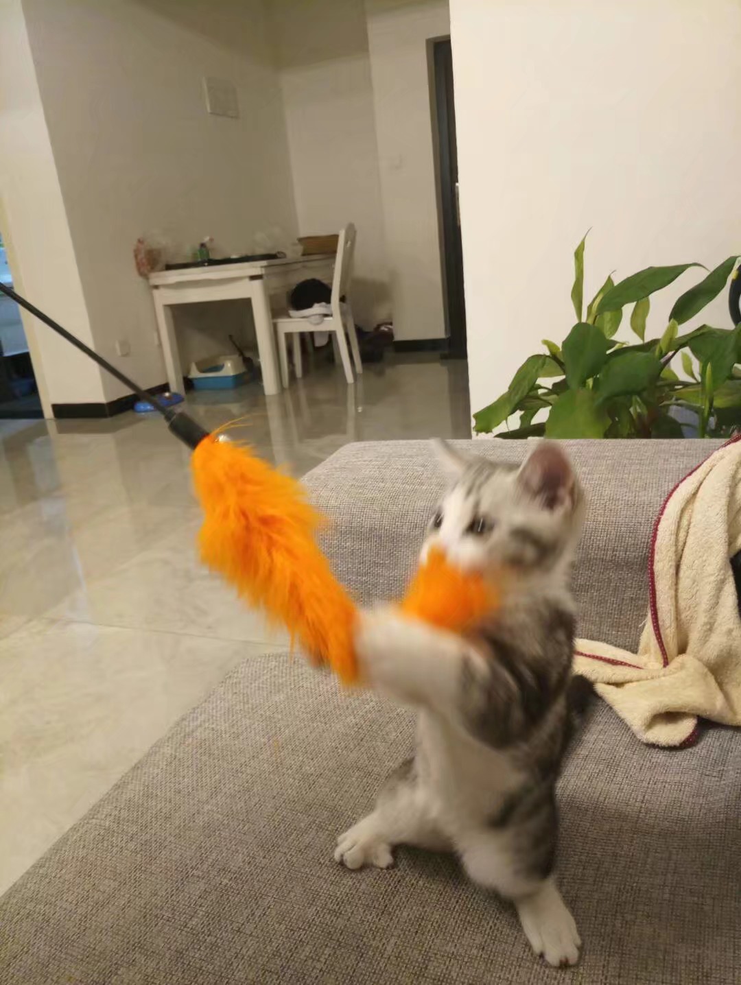 小猫顶球户外,小猫打抛球