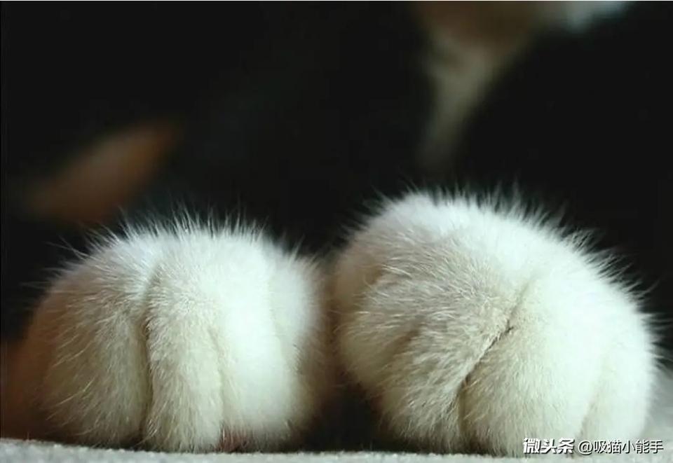 养猫新手扫盲篇之猫咪的身体,养猫人必须知道的100条猫咪知识