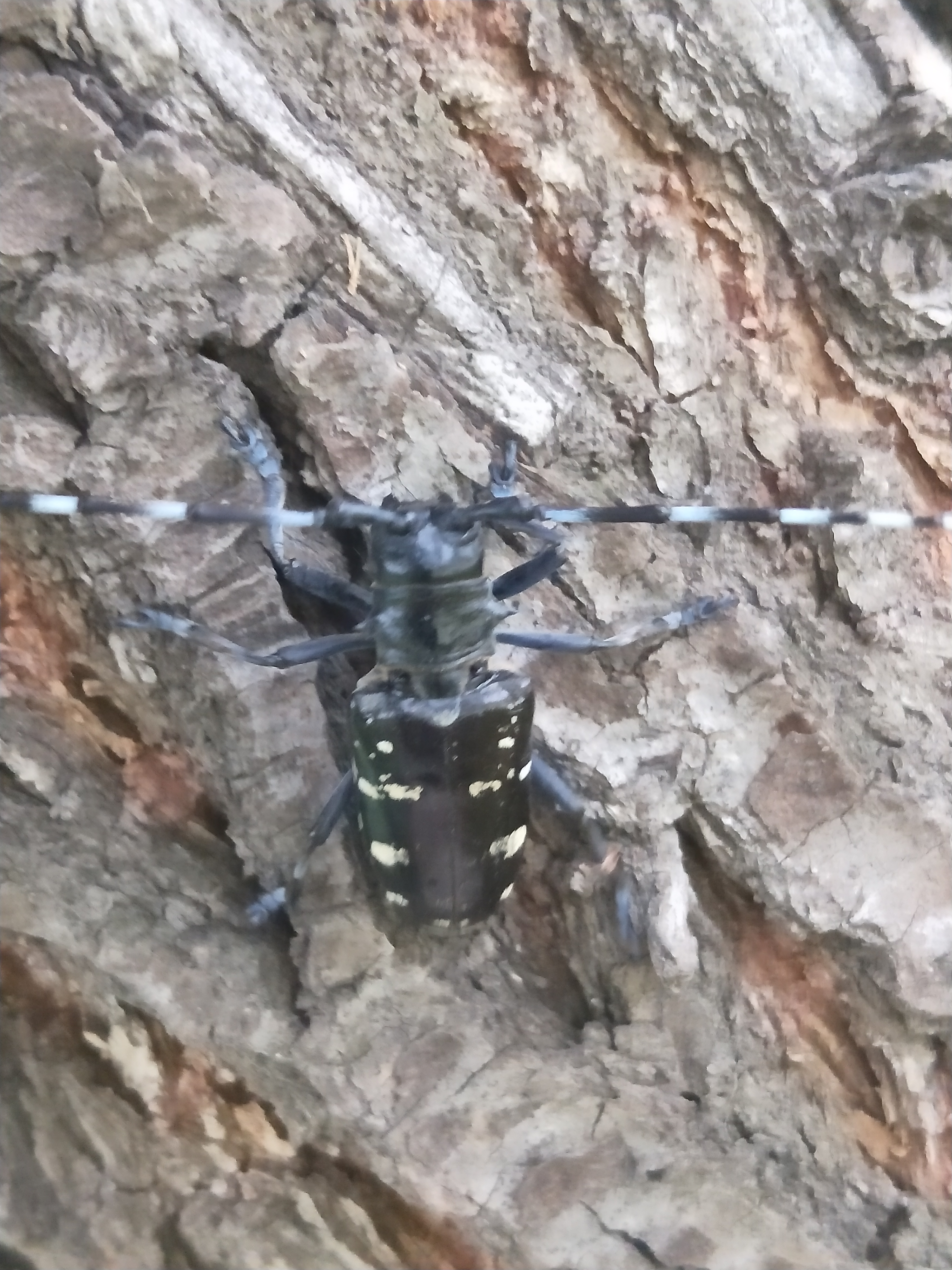 天牛北方叫什么,天牛秋天还生长吗