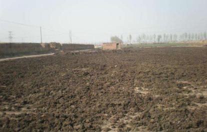 发酵好的鸡粪肥会烧苗吗,发酵鸡粪加硫铵烧苗吗