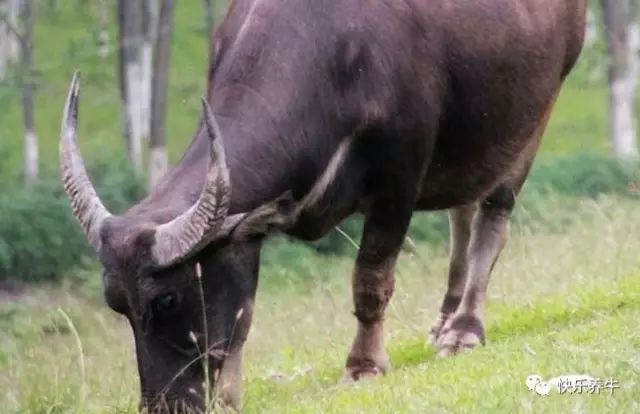 怎样科学养殖牛,科学养牛第一讲