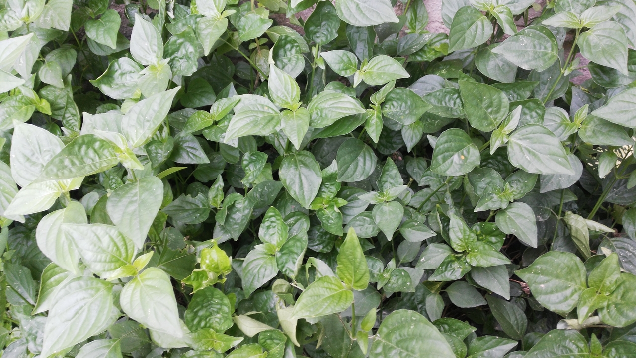 蒲公英治病的几个小偏方,蒲公英治疗很多种病