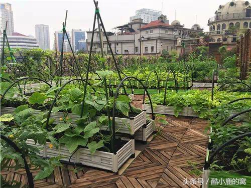 论种族天赋，在下是彻底输给了这波神操作了！