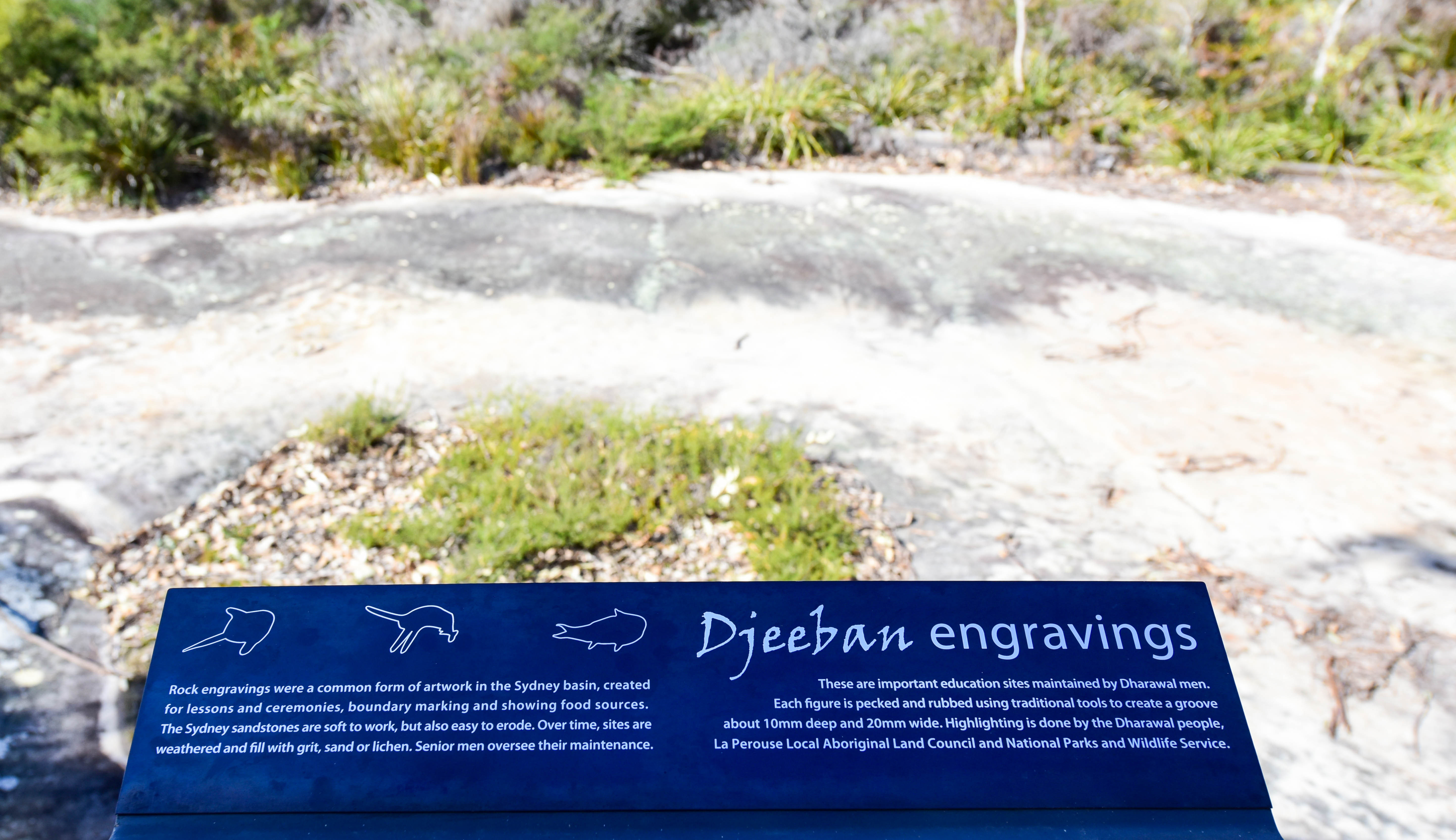 悉尼皇家国家公园图片,悉尼海港国家公园