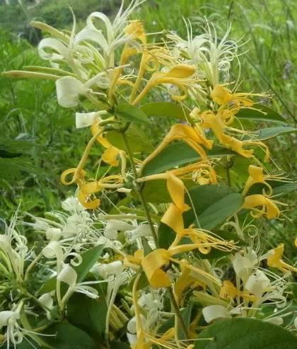 南阳人还去什么医院?你脚底下就是药房!