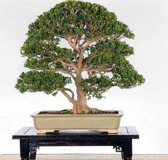 黄杨树盆景如何养,怎样养好黄杨树盆景