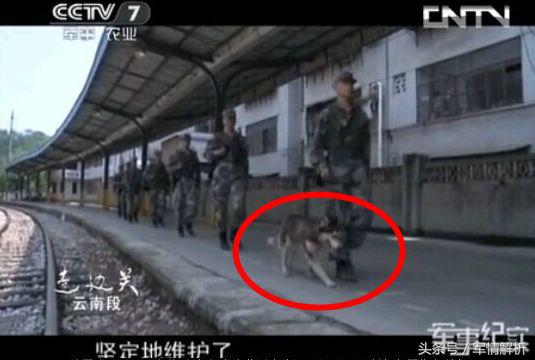 雪橇三傻是军犬吗,雪橇三傻当军犬