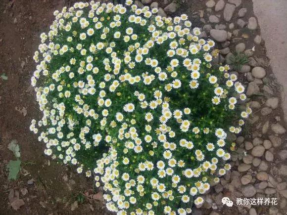 有利于提高晚上的睡眠质量的绿植,睡眠不好养什么花帮助睡眠