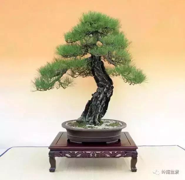 盆景人生哲理,从盆景欣赏体会人生哲理