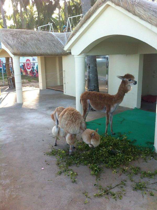 大宝二宝三亚游,三亚三妈游玩攻略