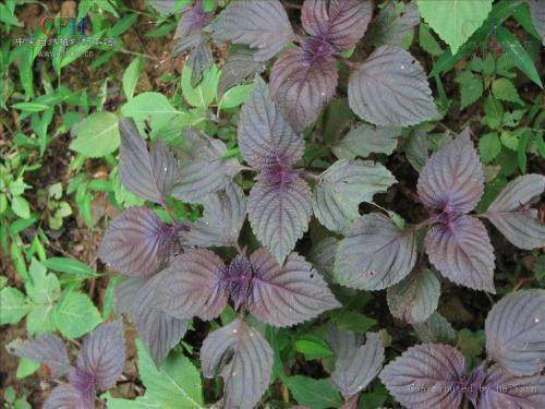 中国游客在泰国逛菜市场,泰国人逛中国超市