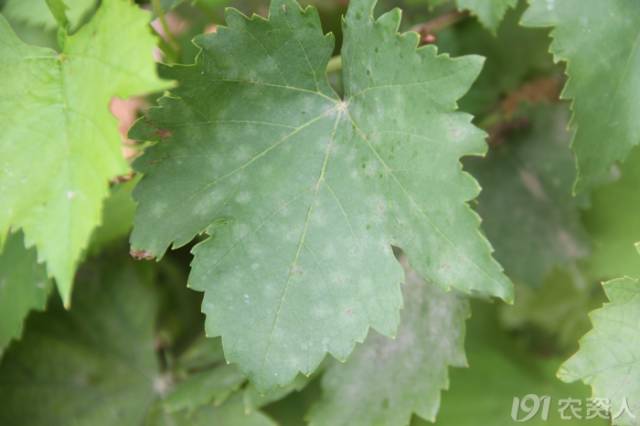 葡萄常见病害对照表,阳光玫瑰葡萄常见病害