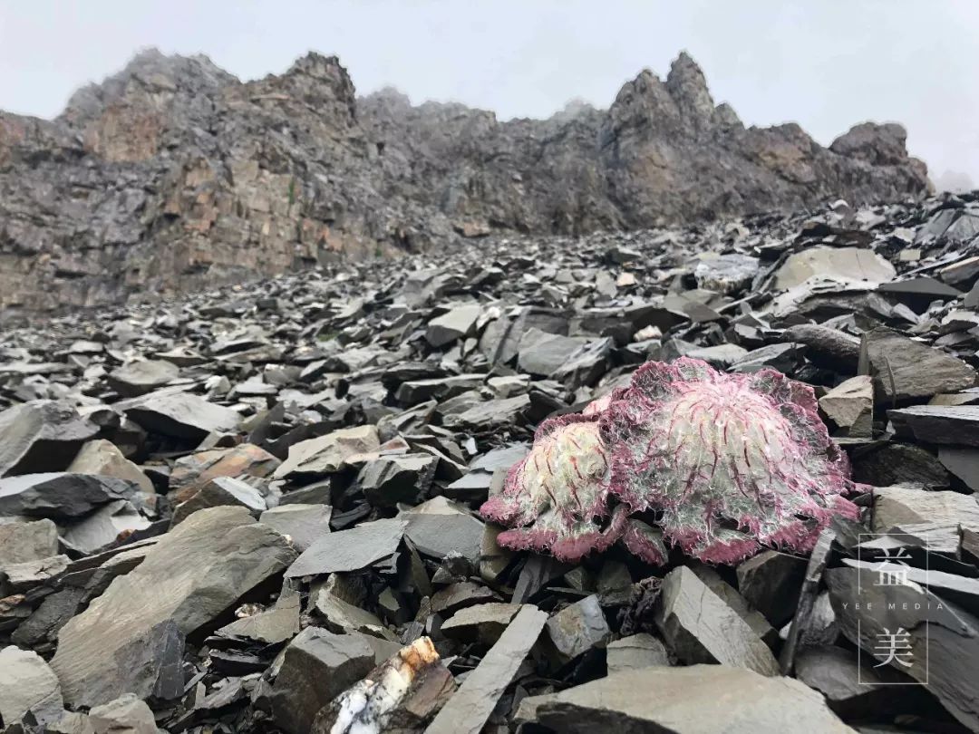 「昨日推文」哭泣的雪兔子，已经被人类挖到濒临灭绝！请高抬贵手放过它们吧！